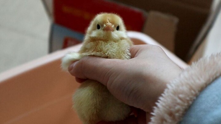 Let’s pet the chicks that were just born today!