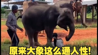 原来大象这么通人性！