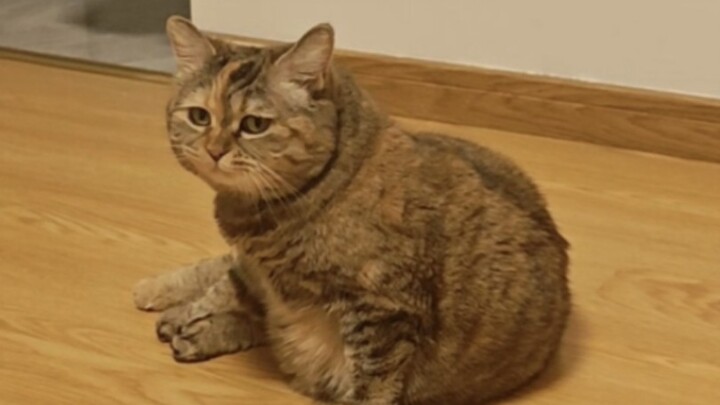 你好，你的猫在家里自转