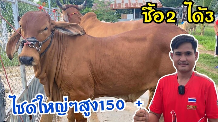 เปิดราคานาทีทอง‼️ซื้อ2 ได้3 แม่ลูกKF31ใหญ่ๆ150+ ประกันคุณภาพ และตำหนิ @สารคาม