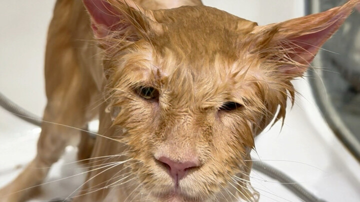 Today, this Maine Coon’s sweet temperament has actually given us a bit of a headache.
