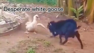 Duck Versus Goat😳