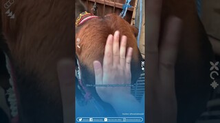 Move On Jalur Beternak! Pria Ini Bagikan Cerita Beli Sapi Untuk Obati Patah Hatinya