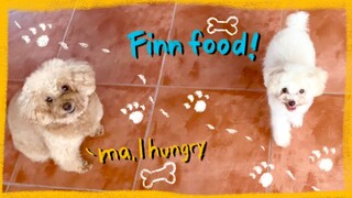 WHAT IT IS LIKE TO FEED 3 TOY POODLES| Morning feeding routine | The Poodle Mom   HD 720p