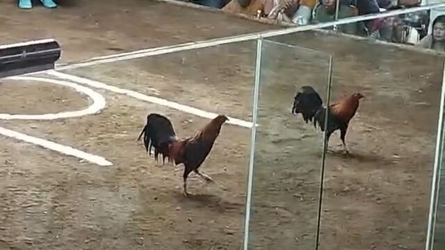 GBS - Loss 1st Fight