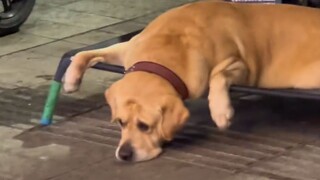 "Even little animals get emo, they just can't post it on WeChat Moments."