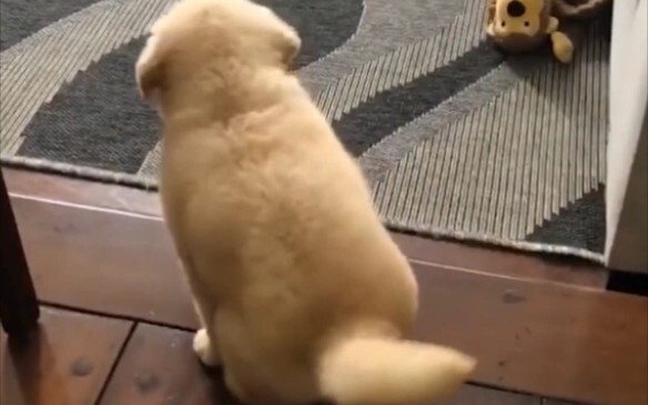 จะหาเจ้าโกลเด้นตัวน้อยหนึบๆ แบบนี้ได้ที่ไหนนะ?