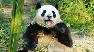 Yayun: The first child to become a mother at the 16th level of the base is being raised by Dajiao