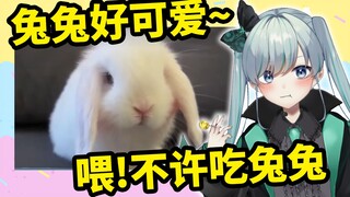 日本小恶魔看可爱兔兔这么可爱不可以吃兔兔