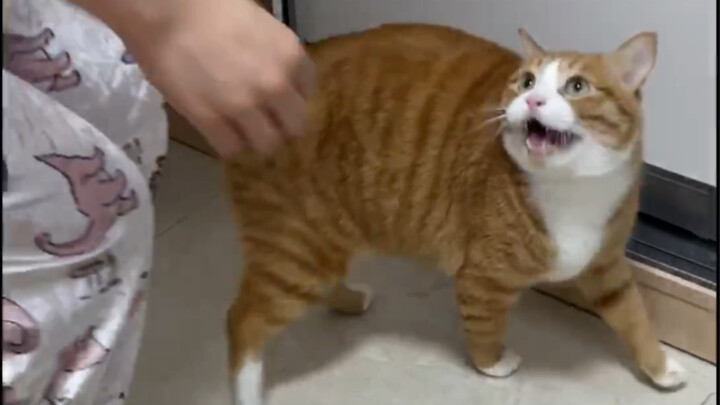 Mi Mao: Please, for the love of it, put your hands on my butt!