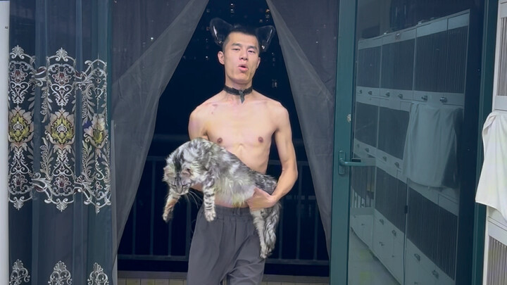 รีบมาเอาฮาคิมิไปเลย! #แมวซีอาน #แมวเลี้ยง #แมวเมนคูน #โกลเด้นแชโดว์ #แมวแร็กดอลล์