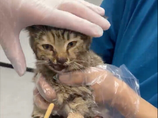 Can’t Pick Them All Up—Endless Car Accident Kittens!