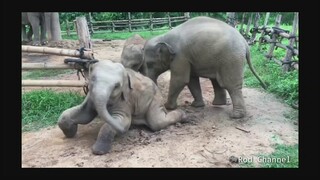 สาม🐘 ตัวป่วน#จากไร่อ้อมกอดภูเขาอย่าลืมไปแวะเที่ยวชมน้องๆนะครับ