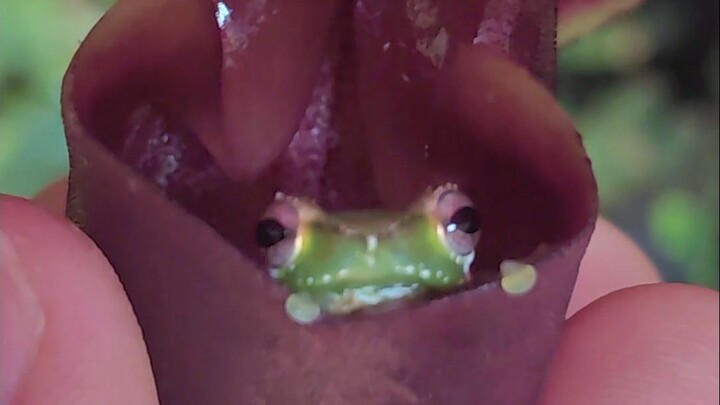 Sinh 108 đứa con sinh đôi