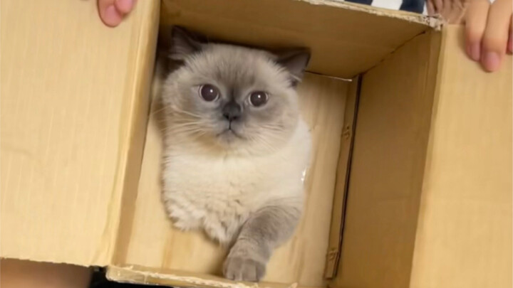 นี่คือเจ้าเหมียวตัวน้อยของฉันที่หาที่พักพิงไม่ได้ II