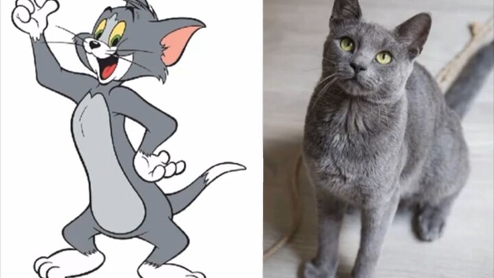 [Tom and Jerry] Tom là giống mèo gì, Jerry gì giống chuột gì?