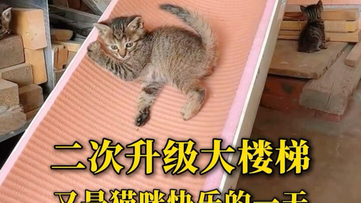 Second cat staircase upgrade—another happy day for them