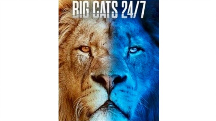 Big Cats 24:7, Series 2, Episode 6