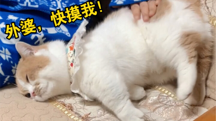 What should you do if your parents don’t like cats?