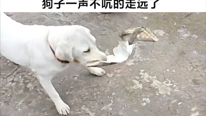 ⚡️Operasi Heboh Makhluk Berbasis Karbon⚡️ (Tiga Puluh Enam)