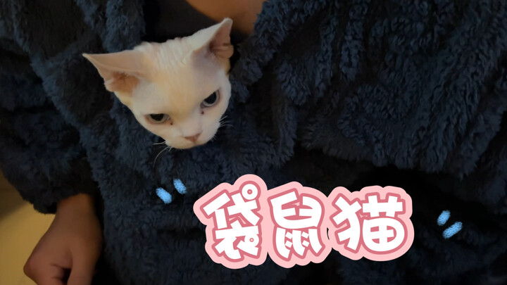 Chú mèo nhỏ thích chui vào quần áo