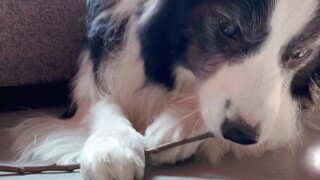 Những điều nhỏ bé khiến Border Collie vui vẻ
