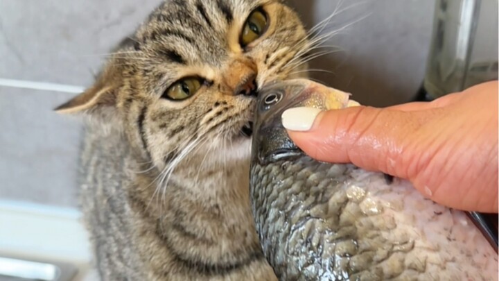 ماما القطة تتعب كثيرًا في رعاية صغارها، فصنعتُ لها حساء النفاس لتزوّدها بالعناصر الغذائية، لكنني لم 