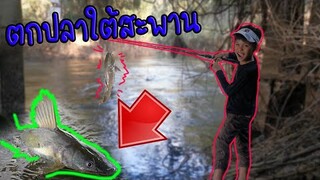 ลุยป่าตกปลากด ใต้สะพาน หมายใหม่ ชั่วโมงเดียว งัดปวดมือ?? / TiggerShow ทิกเกอร์โชว์