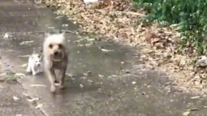 On a Rainy Day, the Dog Brings Home a Cat