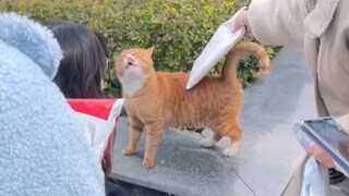 أخيرًا عرفت لماذا يبقى الأخ الأكبر القط دائمًا في نفس السنة الدراسية!