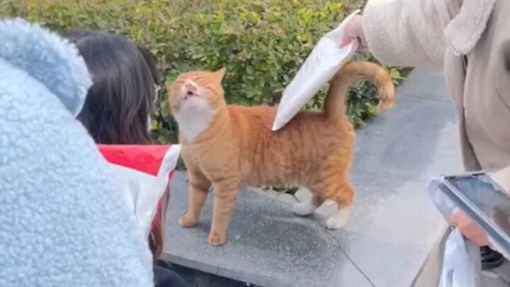 终于知道猫猫学长为啥总是留级了！