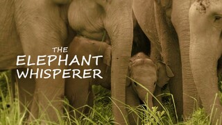 The Elephant Whisperer FULL MOVIE IN TAMIL HD | TAMIL MOVIES | YNR MOVIES 2