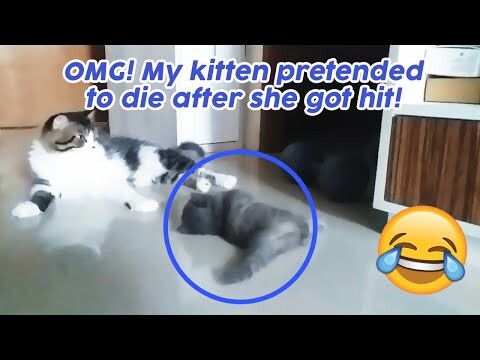 A Cat who Pretends to Die