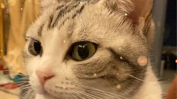 Kucing biasa menyelipkan tangan 🆚 kucing kelas bangsawan menyelipkan tangan
