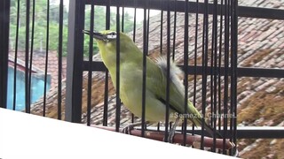 Kicauan Burung Pleci Yang Membuat Harganya Mahal