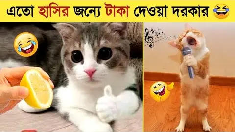 পশুদের এমন কান্ড দেখে হাসি থামাতে পারবেন না😂। Funny Animals Video 2022 । Animal Moments P-44 - Bilibili পশুদের এমন কান্ড দেখে হাসি থামাতে পারবেন না😂। Funny Animals Video 2022 । Animal Moments P-44 - Bilibili