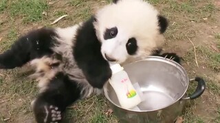 Pandas|Drinking Milk