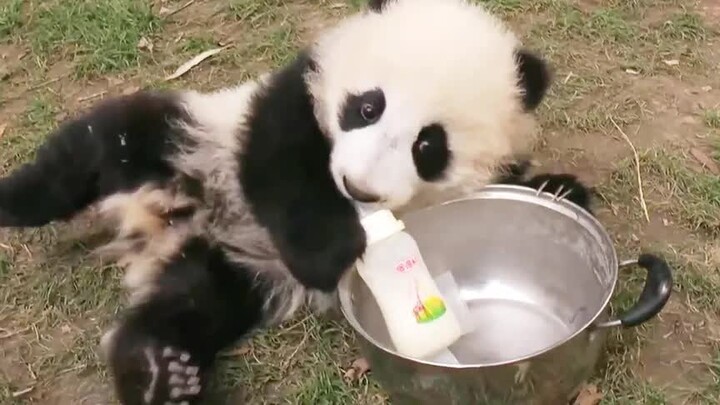 Pandas|Drinking Milk