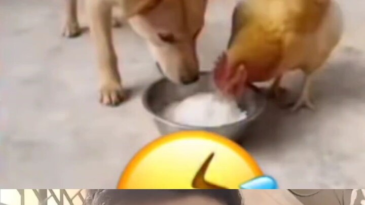ফানি ভিডিও