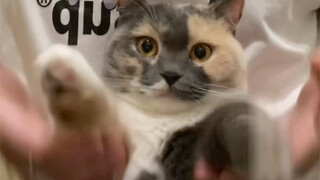Cat version of the hand-shaking dance