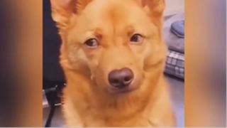 น้องหมาที่น่ารักแท้