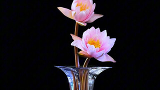 I forgot to add grass when arranging the water lilies—what a blunder! #WaterLilyFloralArrangement #Y