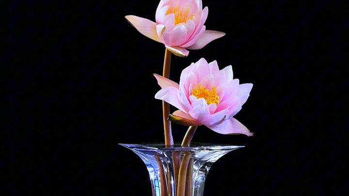 I forgot to add grass when arranging the water lilies—what a blunder! #WaterLilyFloralArrangement #Y