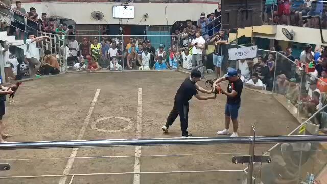 3x winner na yung may palong ko, pinapogi na sya ng new handler nya, marikina sport arena 🐓