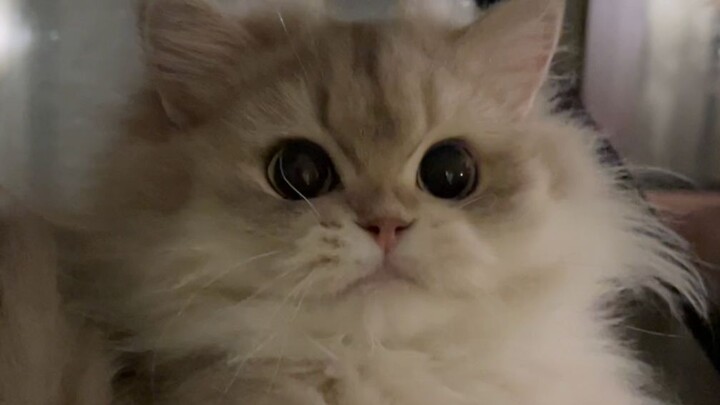 Nana has lost its fur, but that doesn’t stop it from being beautiful.