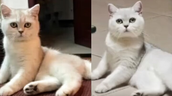 “Kakek, kakek, lihat nih, bahkan hanya kutu pun bisa dibuat gemuk, kan?”