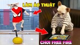 Thú Cưng Vlog | Chó Shiba Ngầu Nhất và Si Nô Lệ #6 | Chó thông minh vui nhộn | Smart dog funny pets