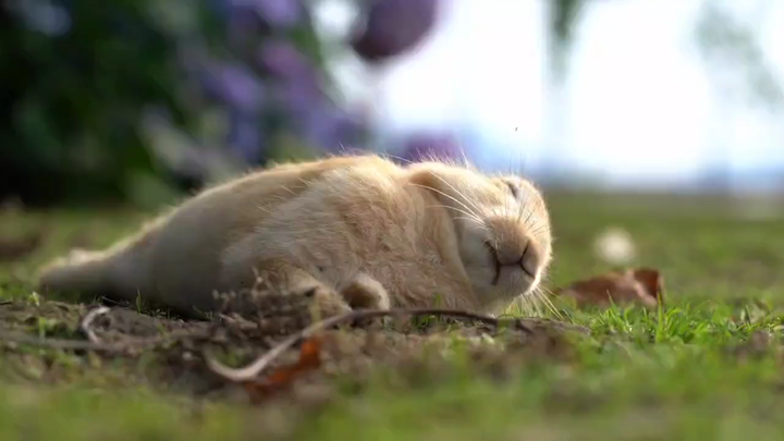 🐰 Tuan Kelinci yang Kalah oleh Rasa Ngantuk~🐰