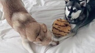 How do you think this ended 🤢 fyp dogs alaskankleekai talkingdog