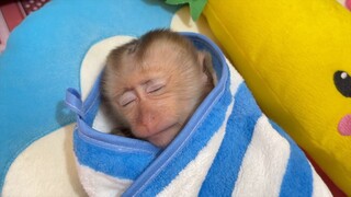 Tiny Baby Lion Sleep Well When Mom Cover Him With The Towel